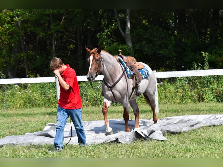 Percheron Mix Merrie 3 Jaar 163 cm Roan-Red in Camden Wyoming
