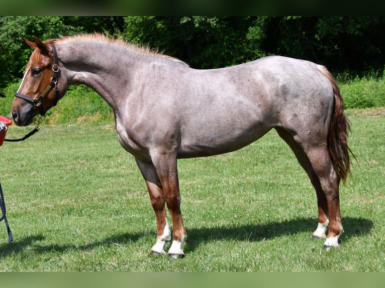 Percheron Mix Merrie 3 Jaar 163 cm Roan-Red in Camden Wyoming