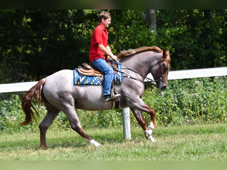 Percheron Mix Merrie 3 Jaar 163 cm Roan-Red in Camden Wyoming