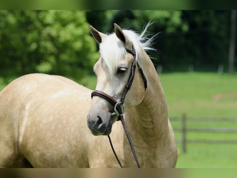 Percheron Mix Merrie 4 Jaar 157 cm Palomino in Gap