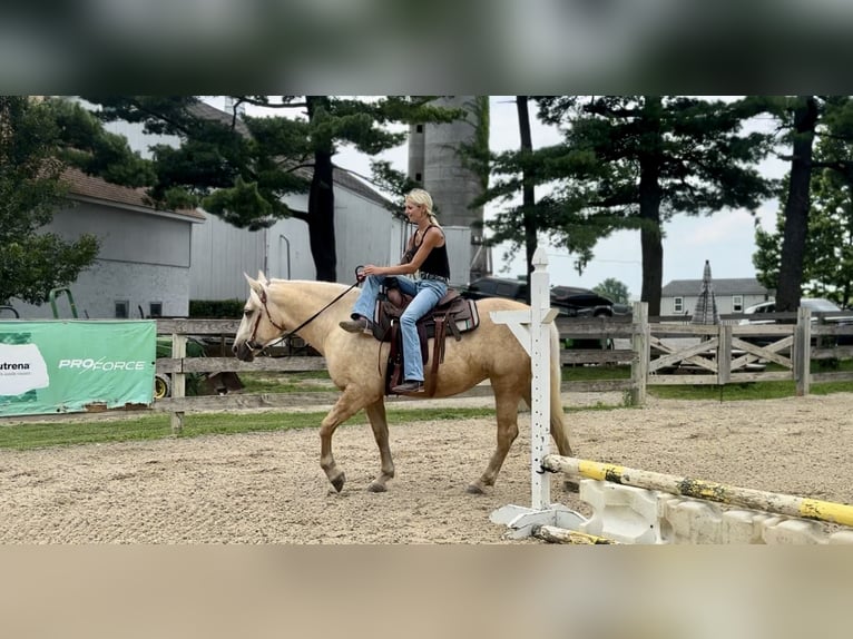 Percheron Mix Merrie 4 Jaar 157 cm Palomino in Gap