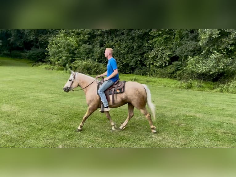 Percheron Mix Merrie 4 Jaar 157 cm Palomino in Gap