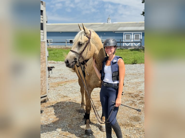Percheron Mix Merrie 4 Jaar 157 cm Palomino in Gap