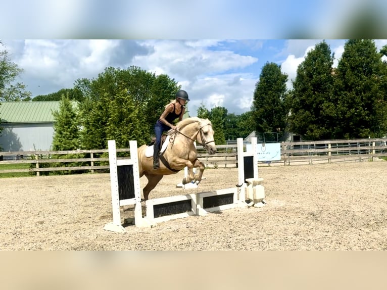 Percheron Mix Merrie 4 Jaar 157 cm Palomino in Gap