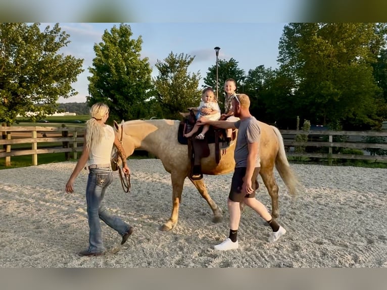 Percheron Mix Merrie 4 Jaar 157 cm Palomino in Gap