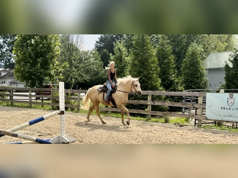 Percheron Mix Merrie 4 Jaar 157 cm Palomino in Gap
