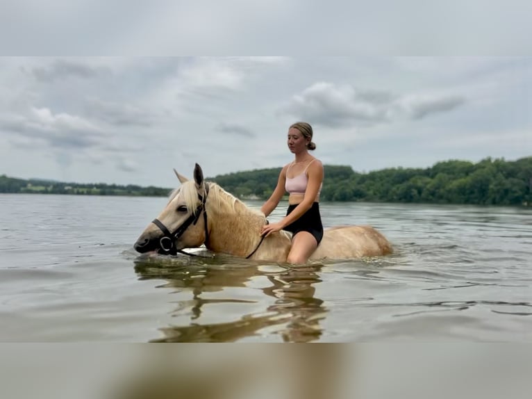 Percheron Mix Merrie 4 Jaar 157 cm Palomino in Gap