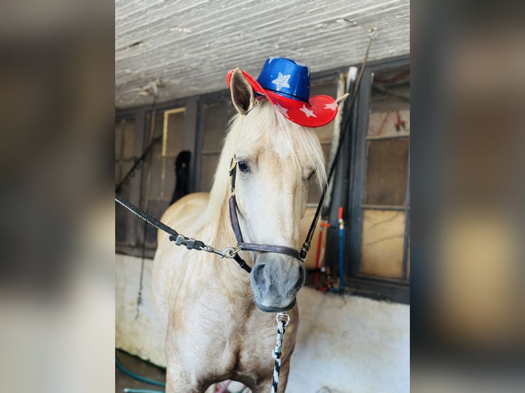 Percheron Mix Merrie 4 Jaar 157 cm Palomino in Gap