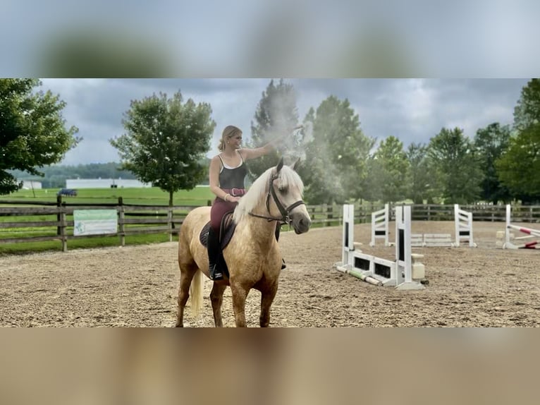 Percheron Mix Merrie 4 Jaar 157 cm Palomino in Gap