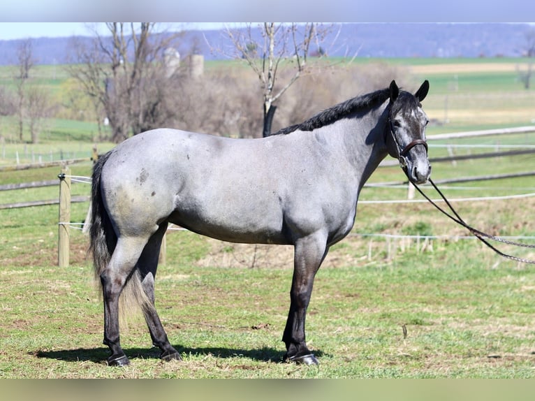 Percheron Mix Merrie 4 Jaar 157 cm Schimmel in Gap