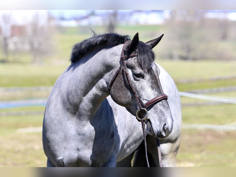 Percheron Mix Merrie 4 Jaar 157 cm Schimmel in Gap