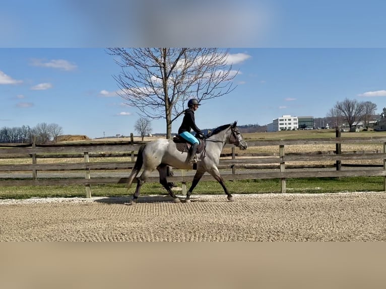 Percheron Mix Merrie 4 Jaar 157 cm Schimmel in Gap
