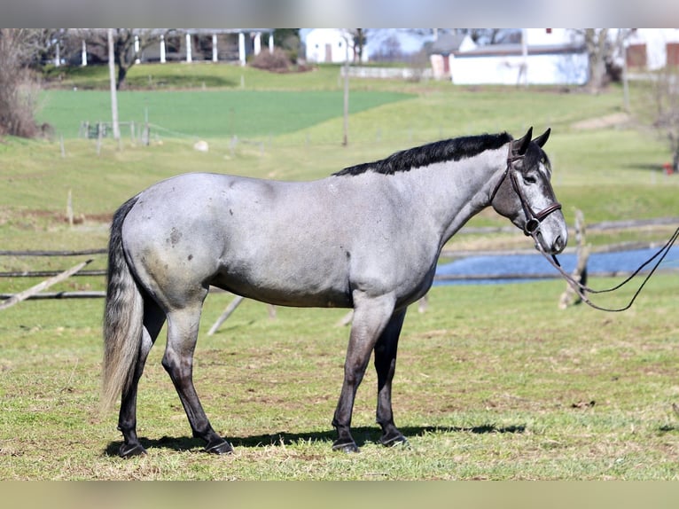 Percheron Mix Merrie 4 Jaar 157 cm Schimmel in Gap