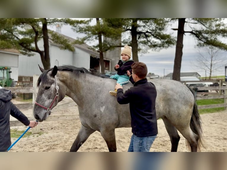 Percheron Mix Merrie 4 Jaar 157 cm Schimmel in Gap