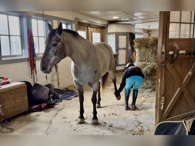 Percheron Mix Merrie 4 Jaar 157 cm Schimmel in Gap