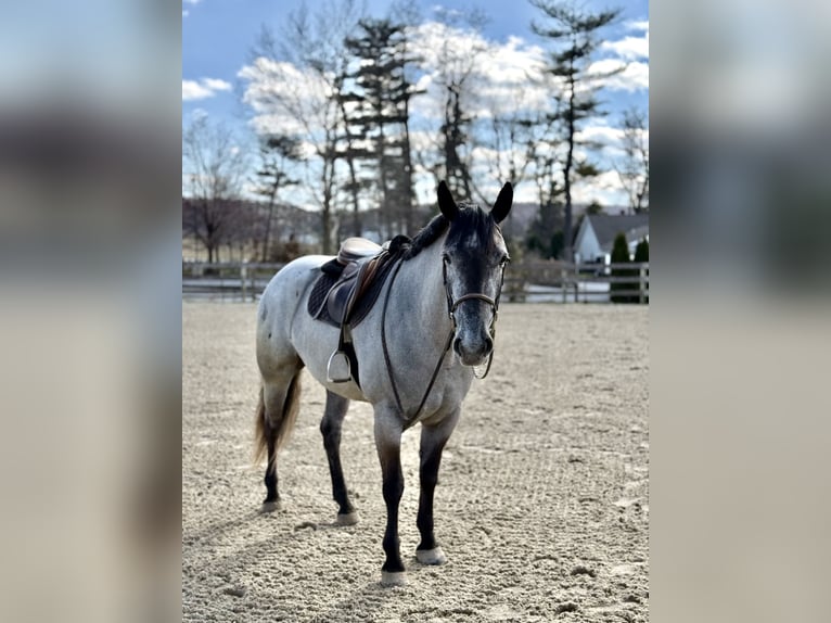 Percheron Mix Merrie 4 Jaar 157 cm Schimmel in Gap
