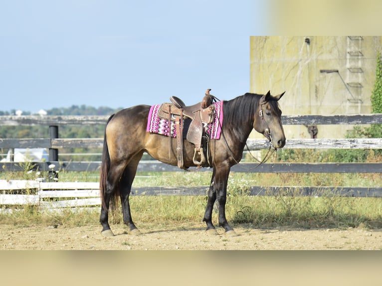 Percheron Mix Merrie 4 Jaar 160 cm Buckskin in Fredericksburg
