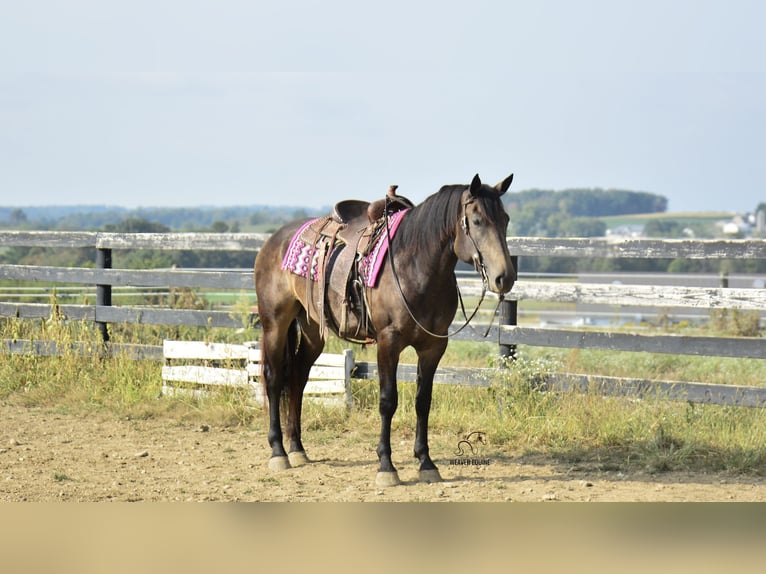 Percheron Mix Merrie 4 Jaar 160 cm Buckskin in Fredericksburg