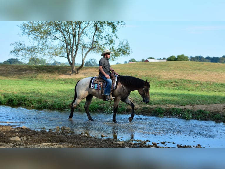Percheron Mix Merrie 4 Jaar 160 cm Roan-Bay in Fredericksburg