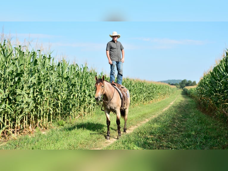 Percheron Mix Merrie 4 Jaar 160 cm Roan-Bay in Fredericksburg