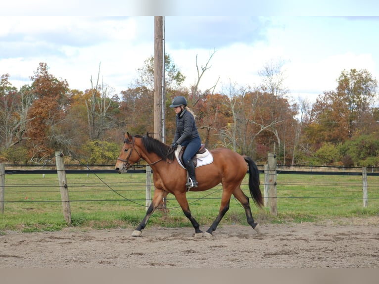 Percheron Mix Merrie 4 Jaar 163 cm Roodbruin in Perkasie