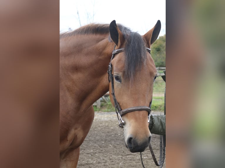 Percheron Mix Merrie 4 Jaar 163 cm Roodbruin in Perkasie