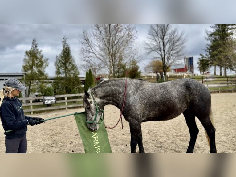 Percheron Mix Merrie 4 Jaar 165 cm Schimmel in Gap