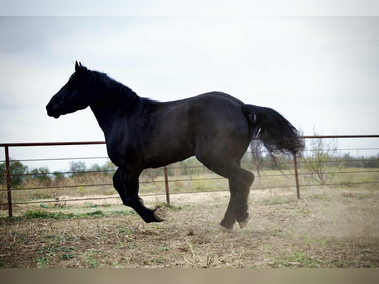 Percheron Merrie 4 Jaar 173 cm Zwart in Georgetown