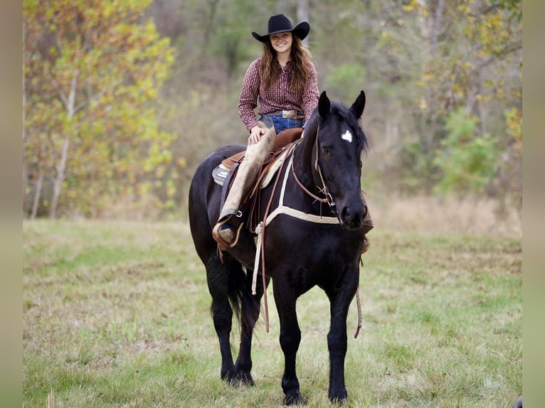 Percheron Merrie 4 Jaar 173 cm Zwart in Georgetown