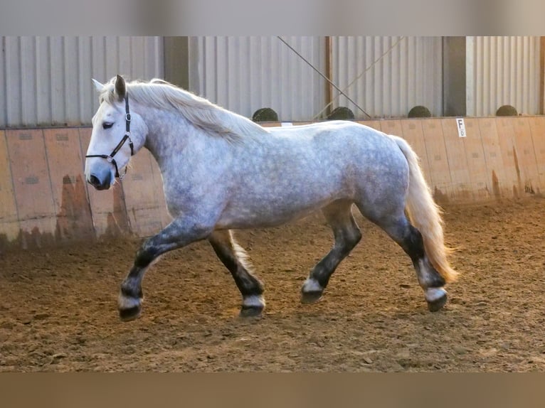 Percheron Merrie 4 Jaar 175 cm Appelschimmel in Neustadt (Wied)