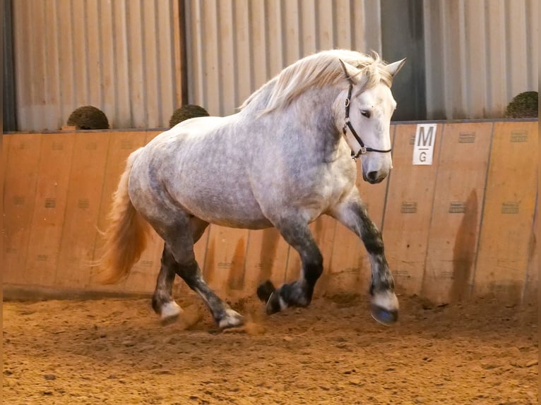 Percheron Merrie 4 Jaar 175 cm Appelschimmel in Neustadt (Wied)