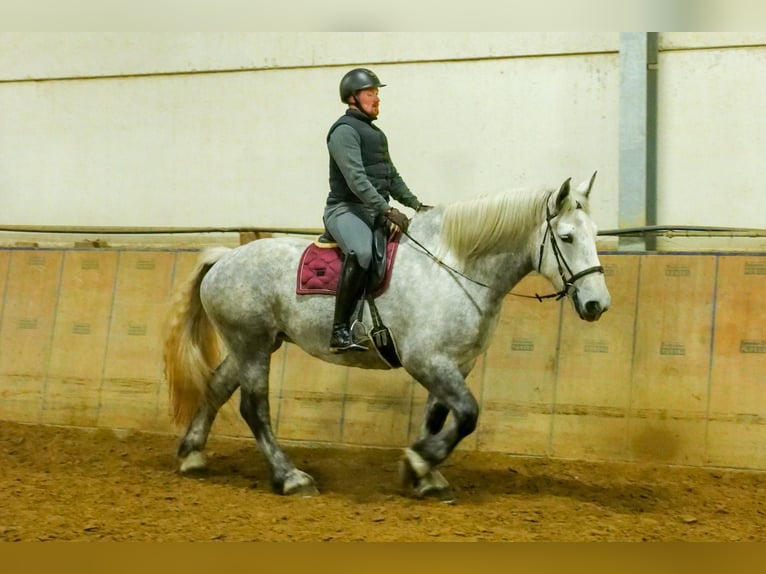 Percheron Merrie 4 Jaar 175 cm Appelschimmel in Neustadt (Wied)