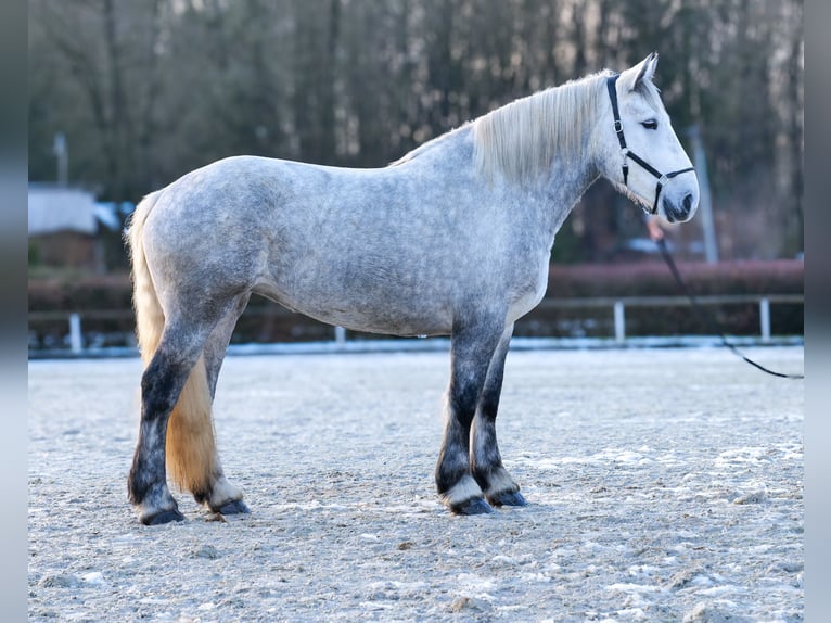 Percheron Merrie 4 Jaar 175 cm Appelschimmel in Neustadt (Wied)