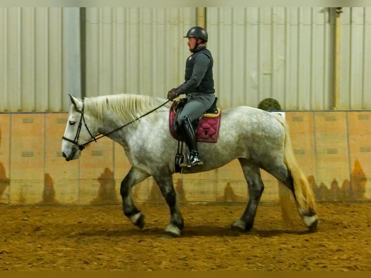 Percheron Merrie 4 Jaar 175 cm Appelschimmel in Neustadt (Wied)