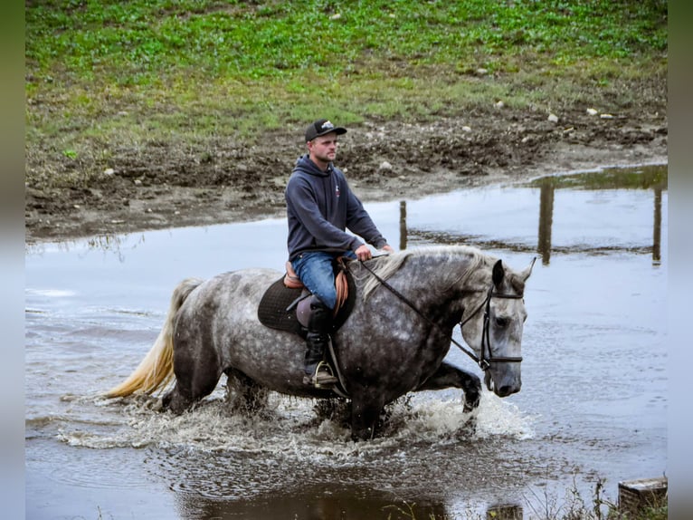 Percheron Merrie 4 Jaar Schimmel in Warsaw NY