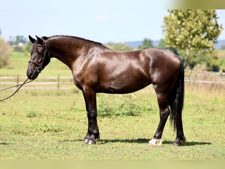 Percheron Mix Merrie 4 Jaar Zwart in Gap