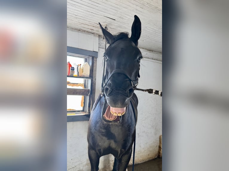 Percheron Mix Merrie 4 Jaar Zwart in Gap