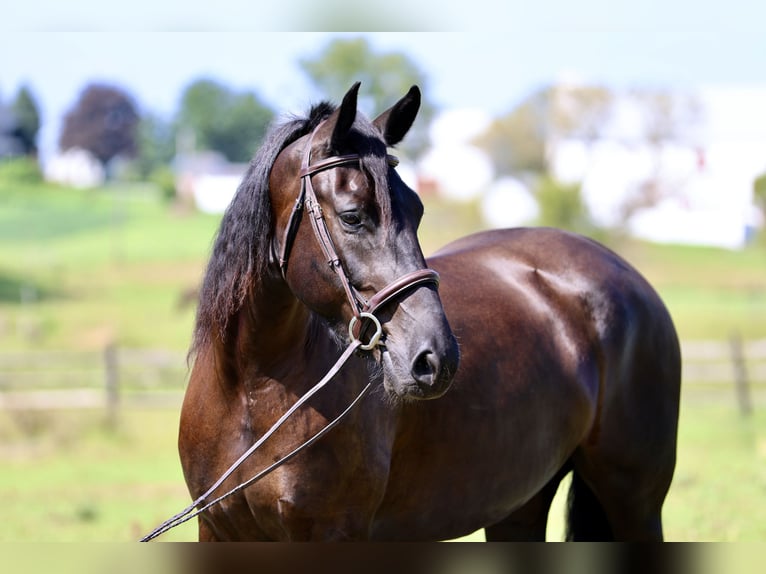 Percheron Mix Merrie 4 Jaar Zwart in Gap