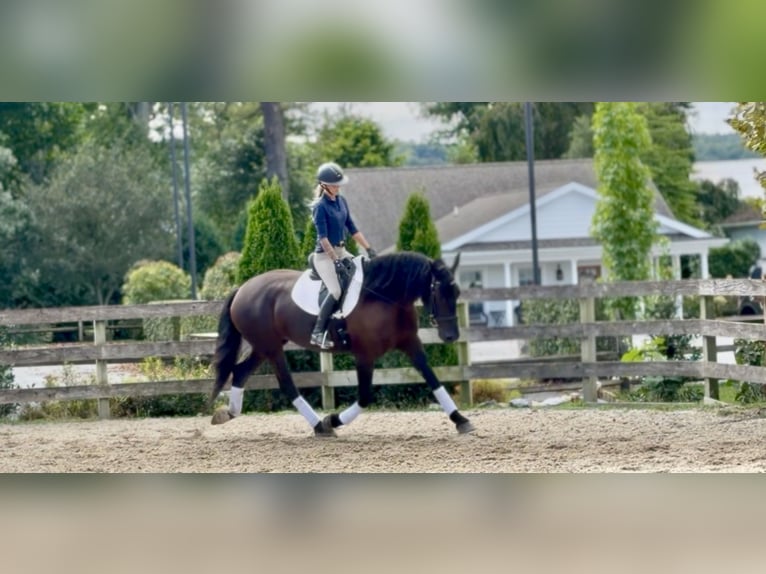 Percheron Mix Merrie 4 Jaar Zwart in Gap