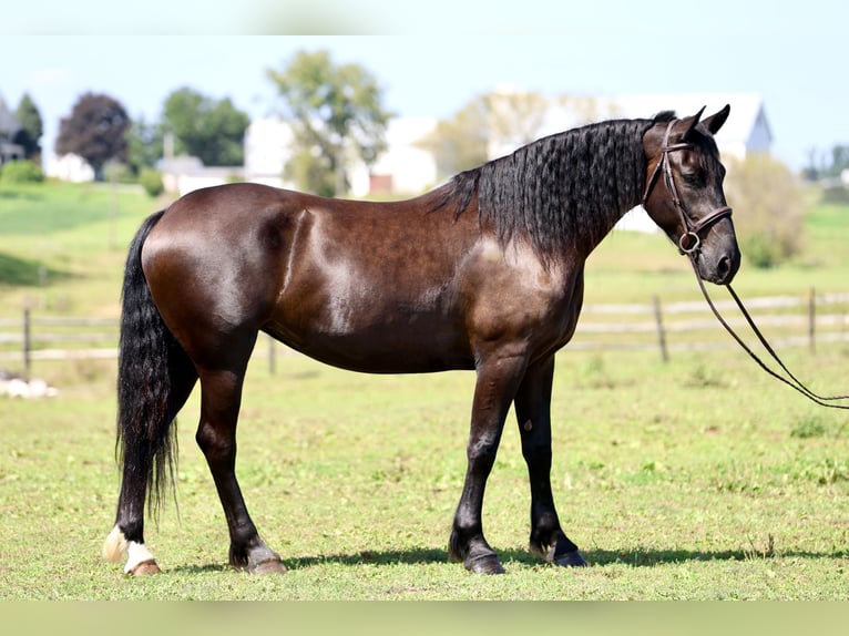 Percheron Mix Merrie 4 Jaar Zwart in Gap