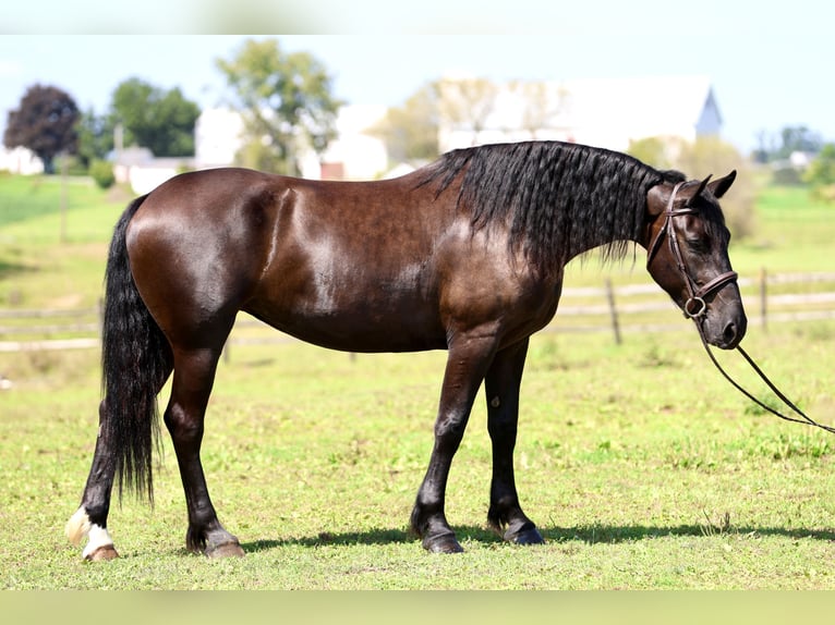 Percheron Mix Merrie 4 Jaar Zwart in Gap
