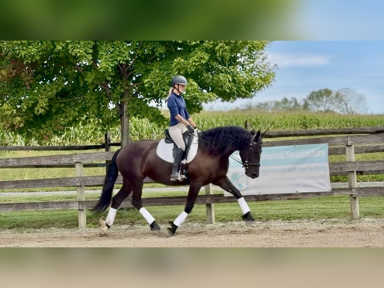 Percheron Mix Merrie 4 Jaar Zwart in Gap