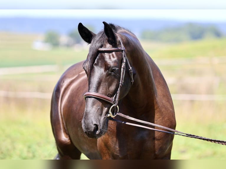Percheron Mix Merrie 4 Jaar Zwart in Gap