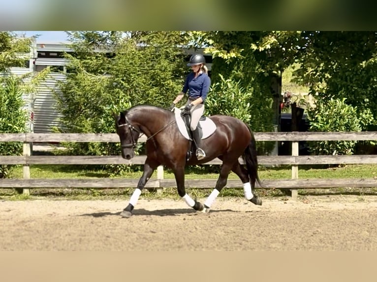 Percheron Mix Merrie 4 Jaar Zwart in Gap