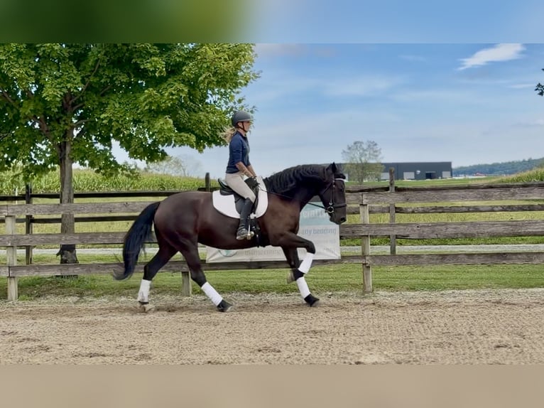 Percheron Mix Merrie 4 Jaar Zwart in Gap