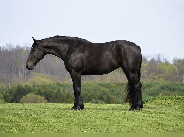 Percheron Mix Merrie 4 Jaar Zwart in Fresno