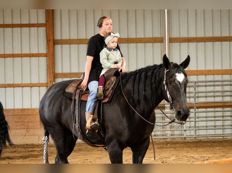 Percheron Mix Merrie 4 Jaar Zwart in Fresno