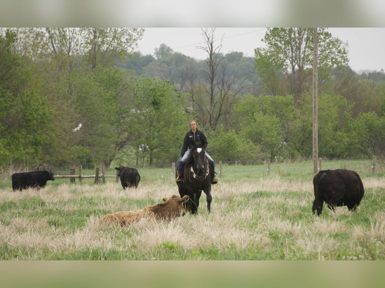 Percheron Mix Merrie 4 Jaar Zwart in Fresno