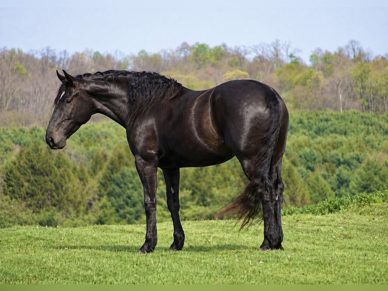 Percheron Mix Merrie 4 Jaar Zwart in Fresno