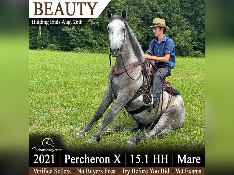 Percheron Mix Merrie 5 Jaar 155 cm Schimmel in East Bernstadt, KY